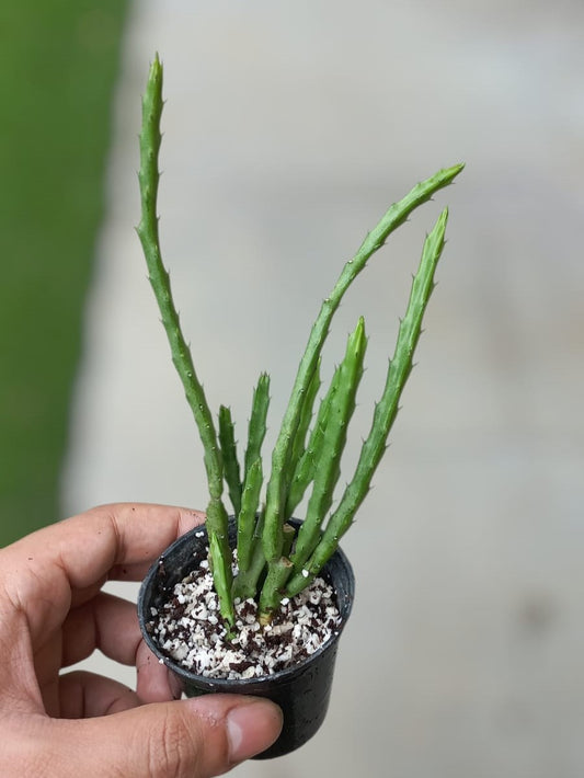 Stapelia