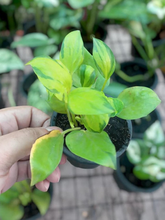 Neon Njoy Pothos