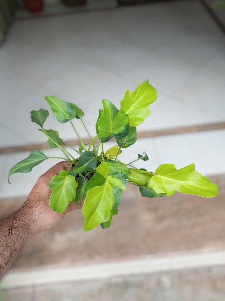 Philodendron Xanadu Variegated