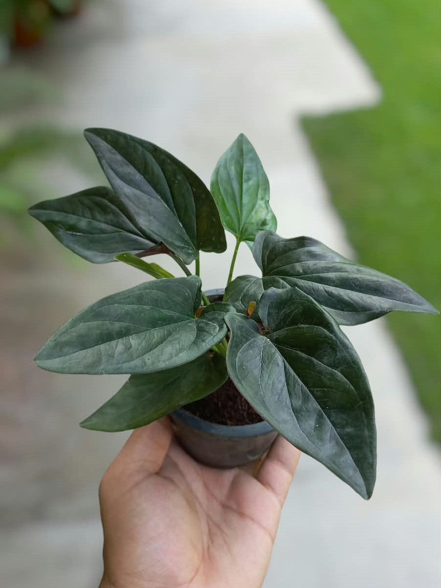 Chocolate Syngonium
