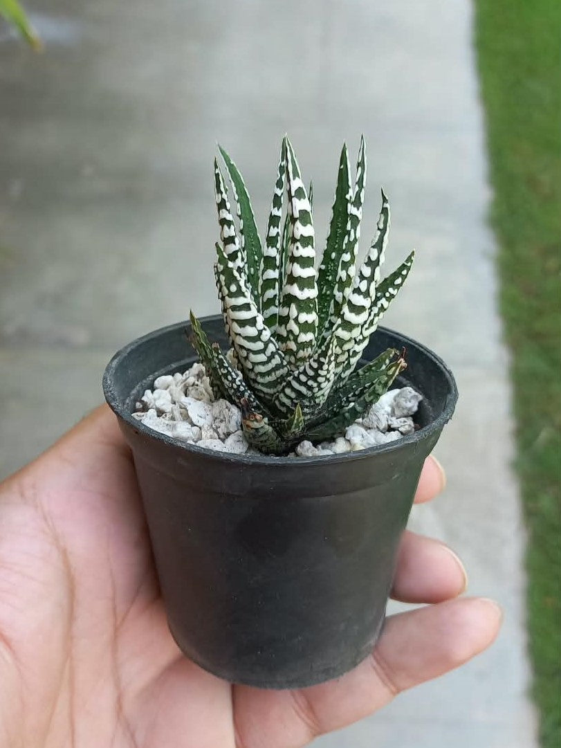 Haworthia super white