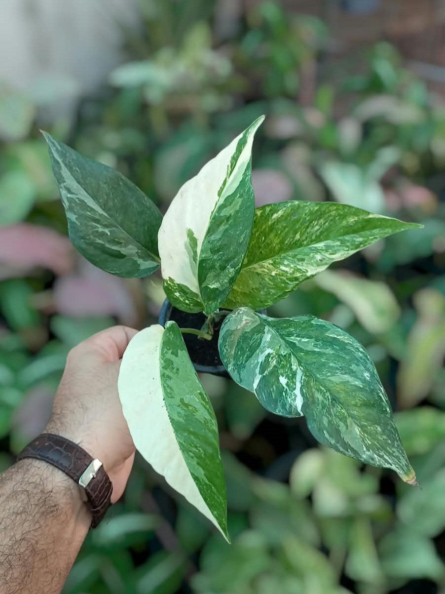 Epipremnum Pinnatum Albo