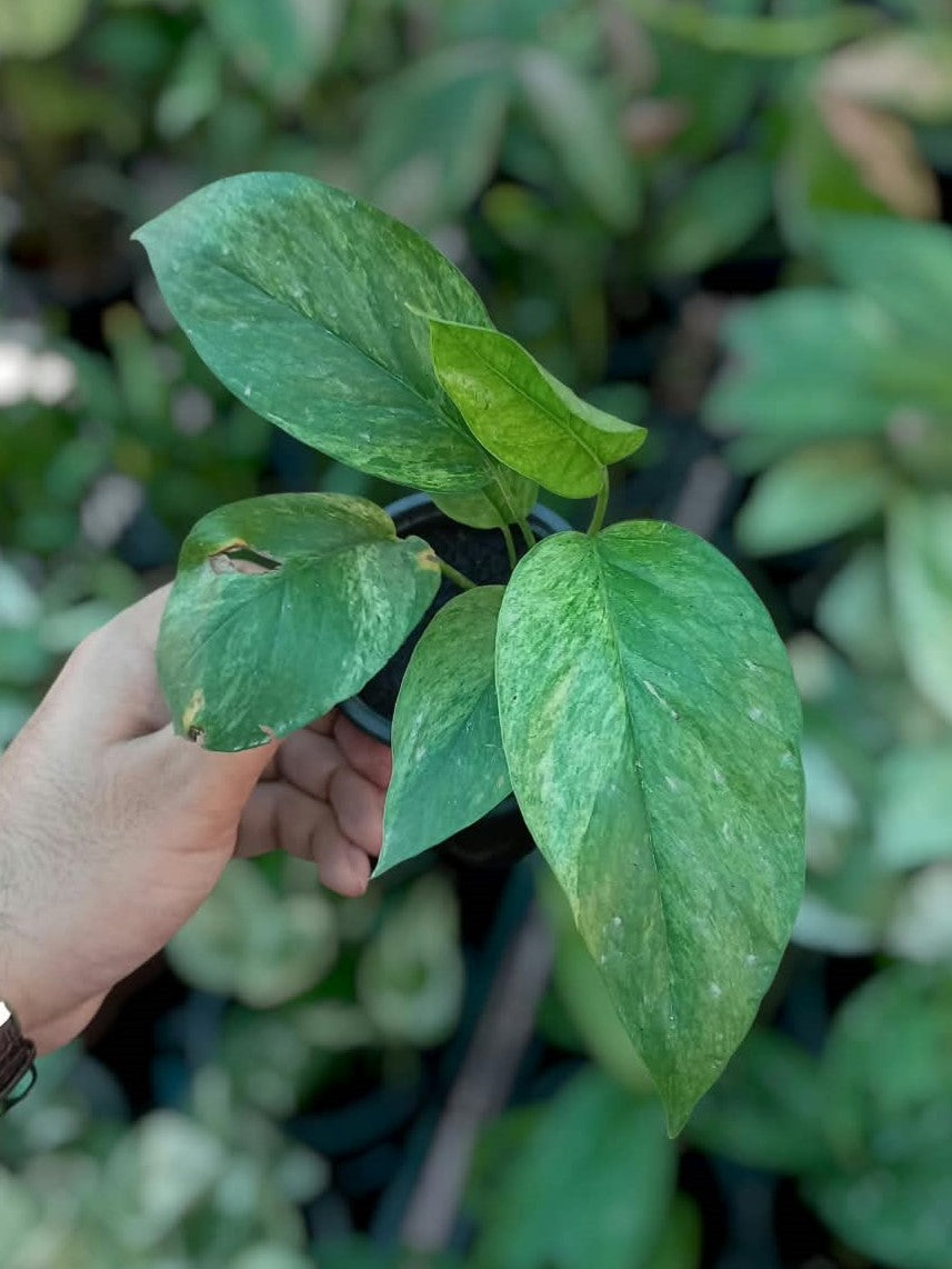 Epipremnum Pinnatum Mint