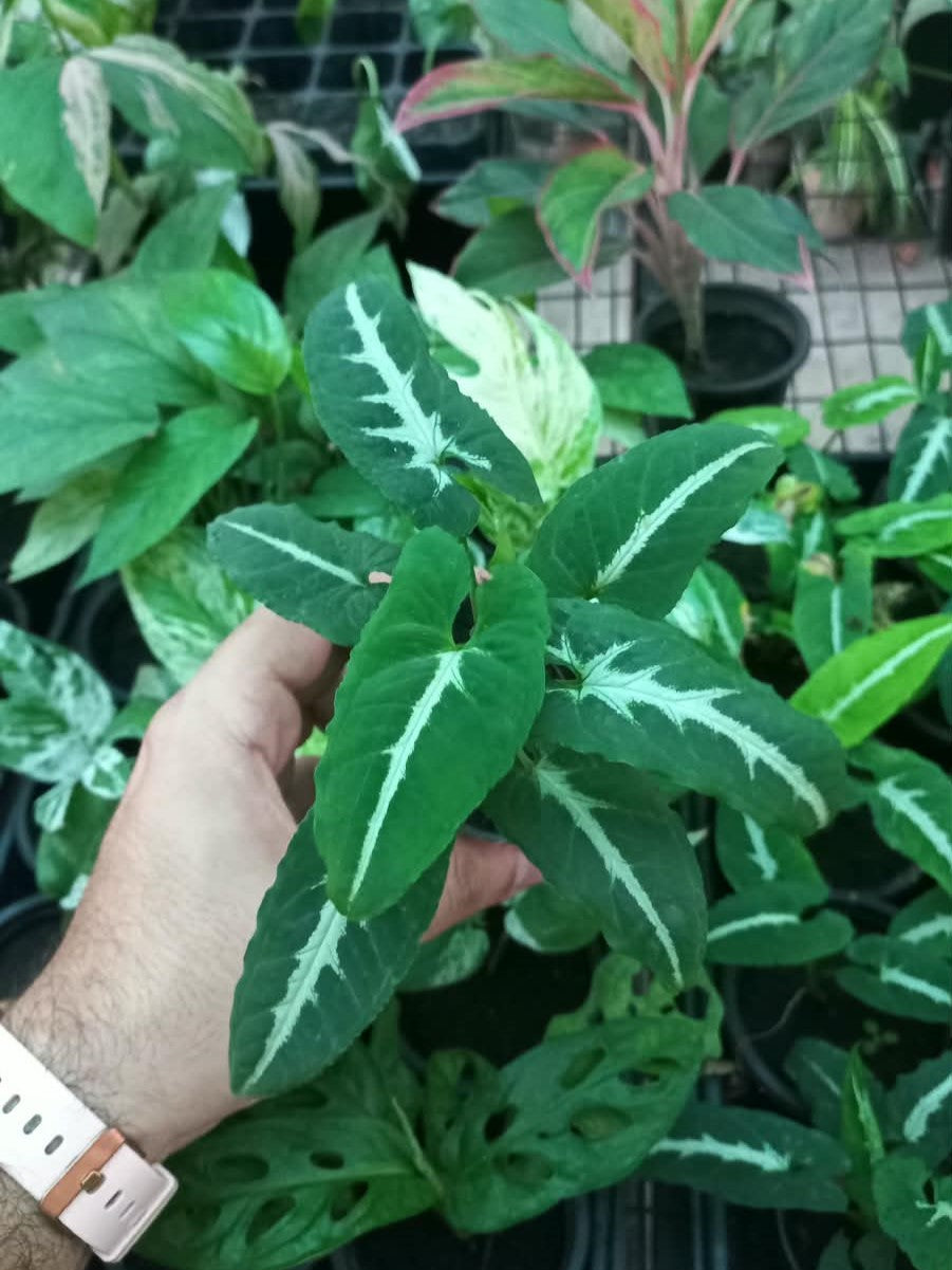 Syngonium Wendlandii