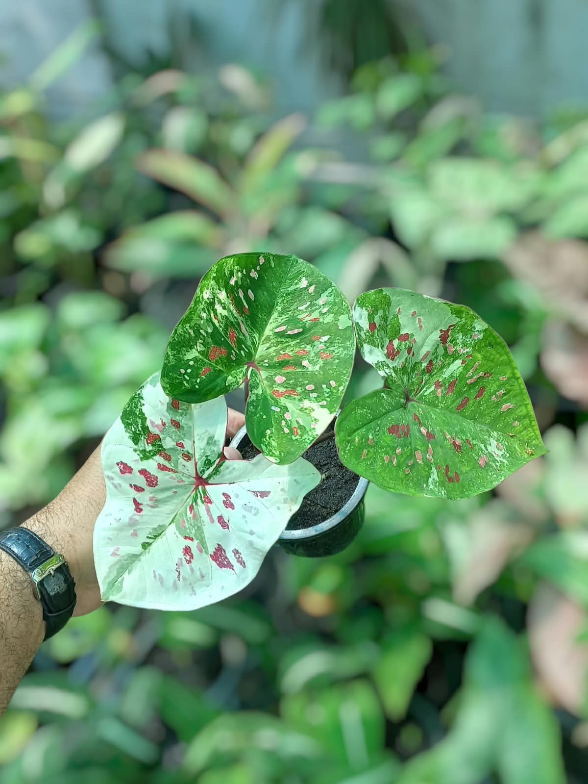 Caladium