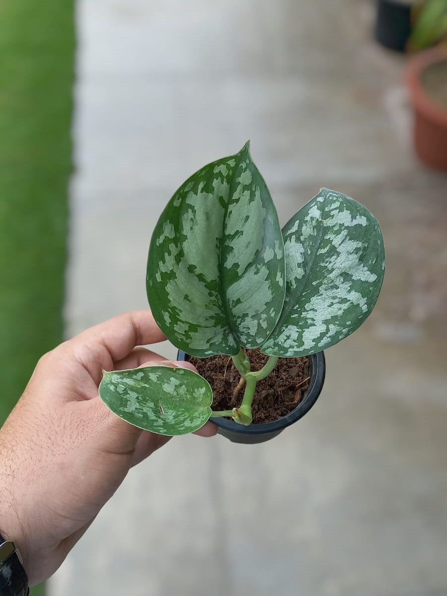 Scindapsus Exotica