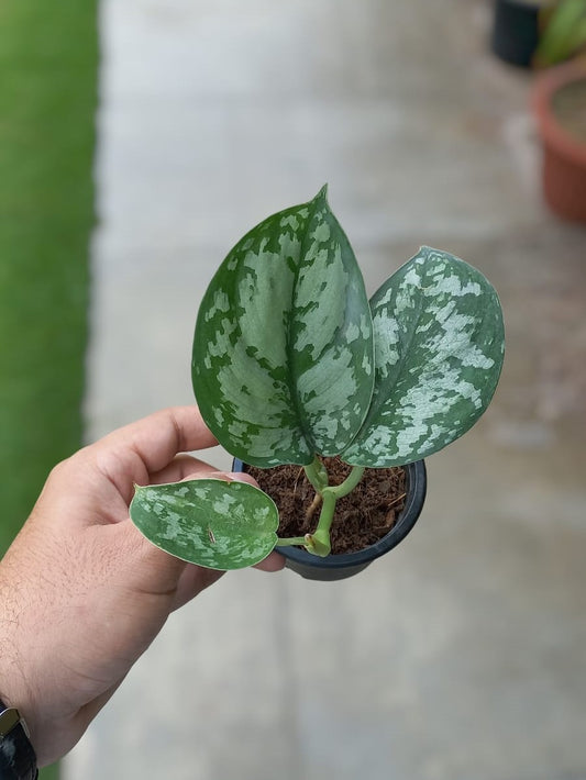 Scindapsus Exotica
