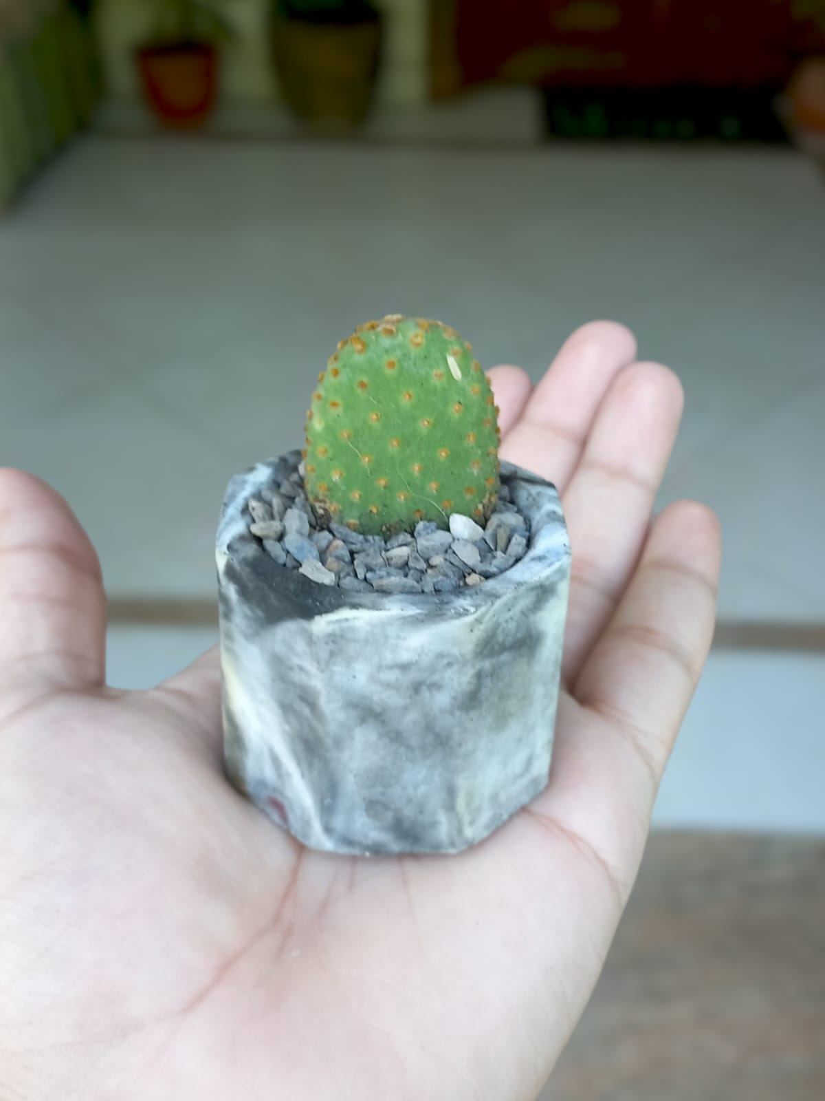 Bunny ear cactus -Concrete octagonal planter