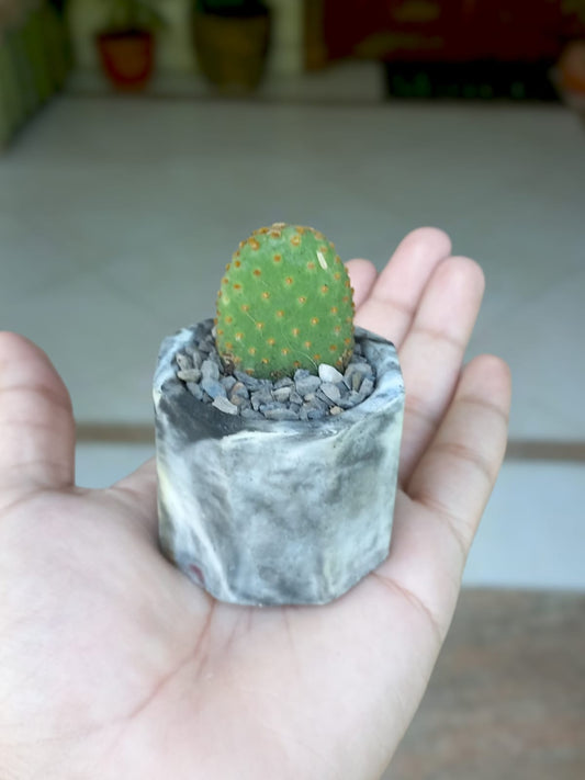 Bunny ear cactus -Concrete octagonal planter