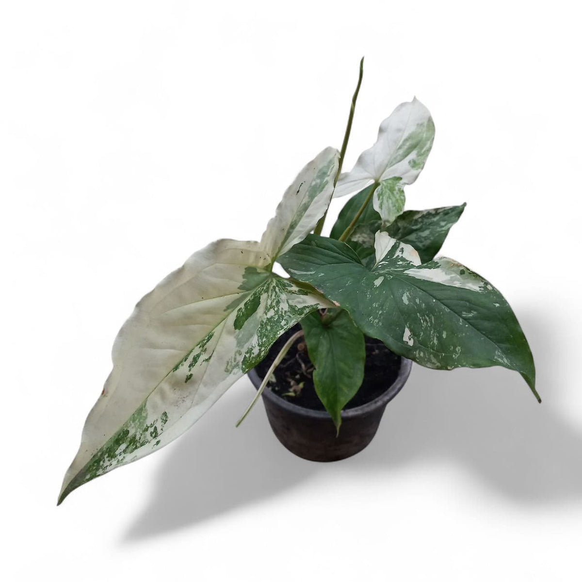 Syngonium Albo Variegata
