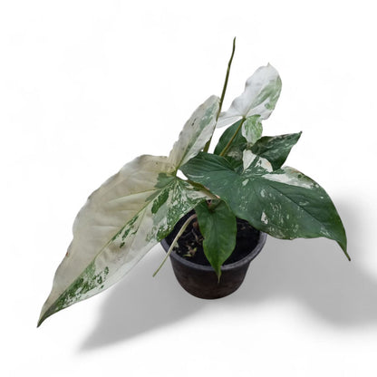 Syngonium Albo Variegata