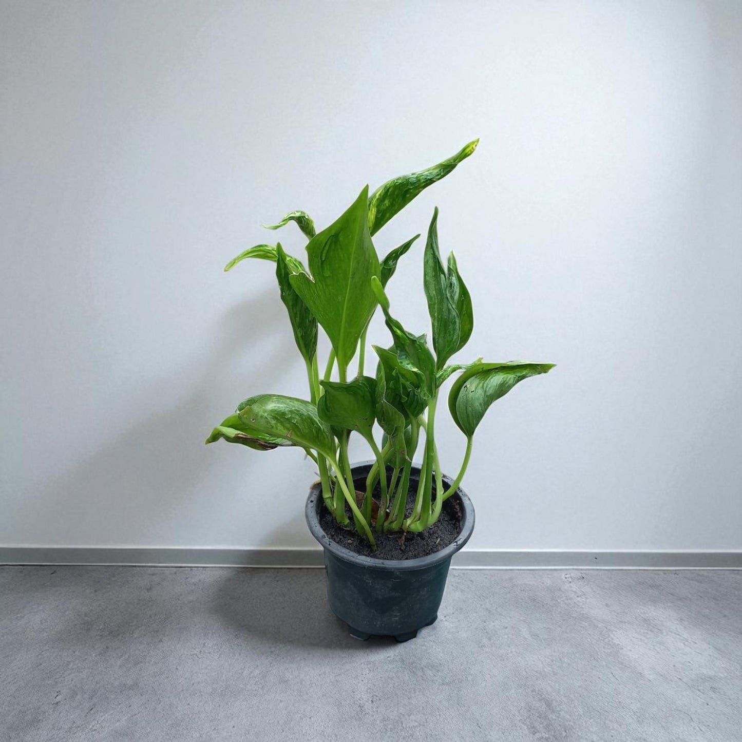 Sleeping pothos