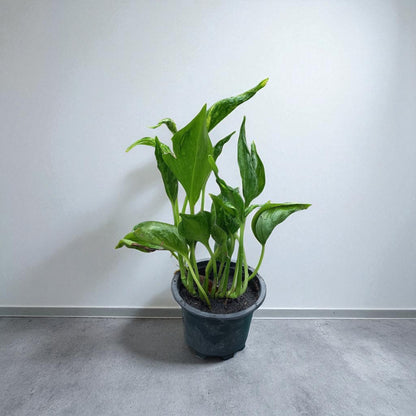 Sleeping pothos