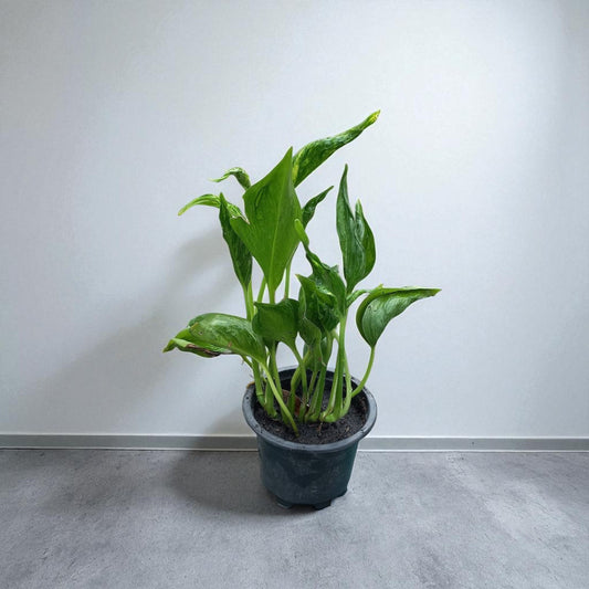Sleeping pothos